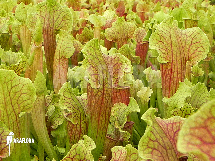 Field of Sarracenia x ‚Smoorie‘