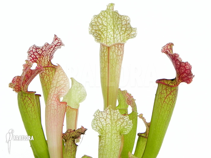Sarracenia x ‚Velvet‘