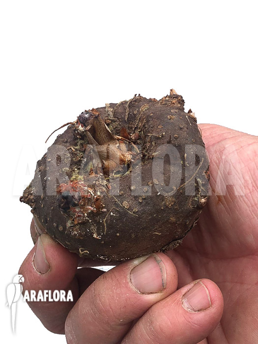 Sauromatum ‚Lake Tana‘