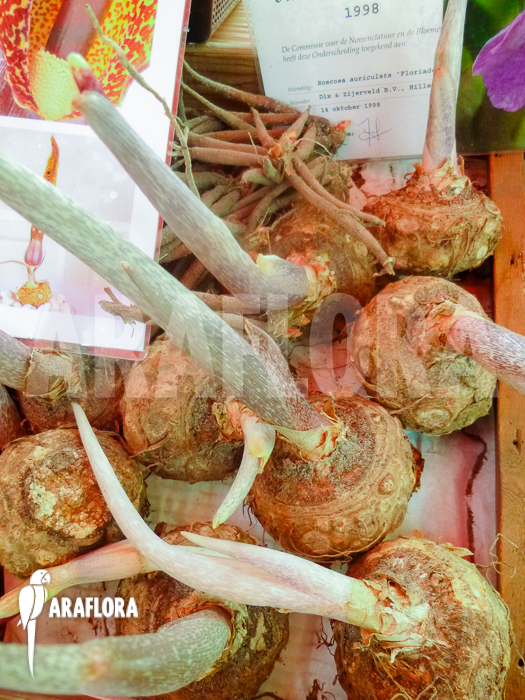 Sauromatum venosum Arum cornutum