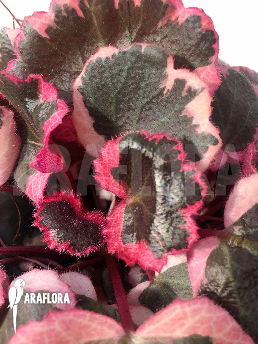 Saxifraga stolonifera tricolor