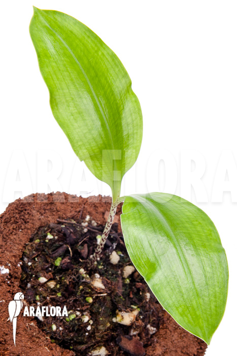Scadoxus multiflorus ssp multiflorus ‚S‘