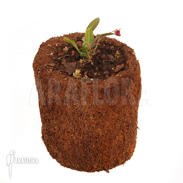 Scaphosepalum digitale