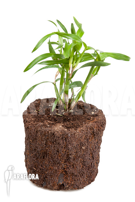 Scaphyglottis genychila