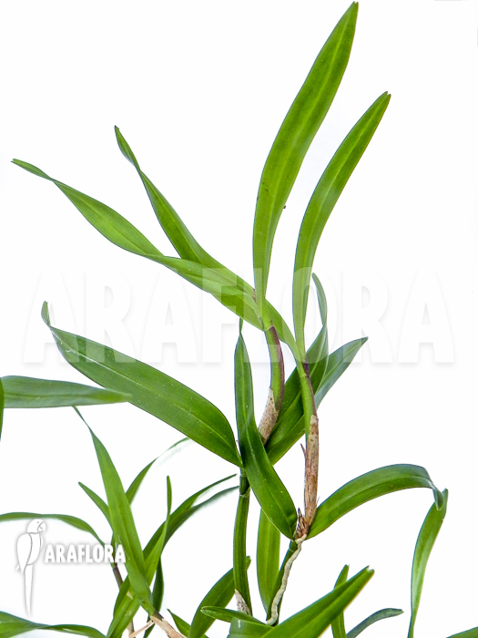 Scaphyglottis violacea