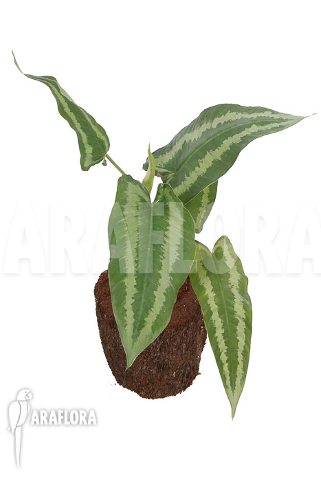 Schismatoglottis wallichii (long leaf) L