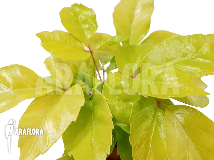 Schleffera amate Golden