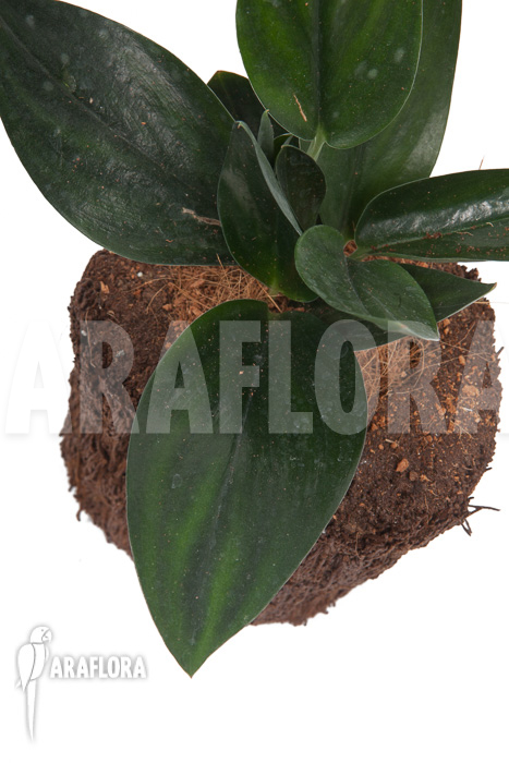 Scindapsus ‚Nearly Black‘