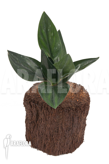 Scindapsus ‚Nearly Black‘