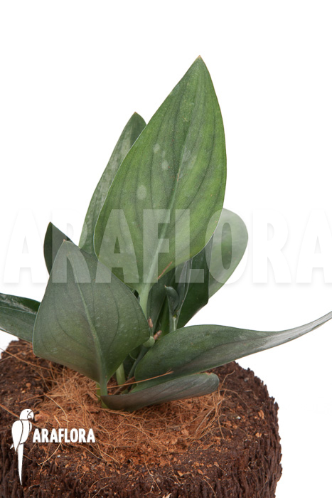 Scindapsus ‚Nearly Black‘