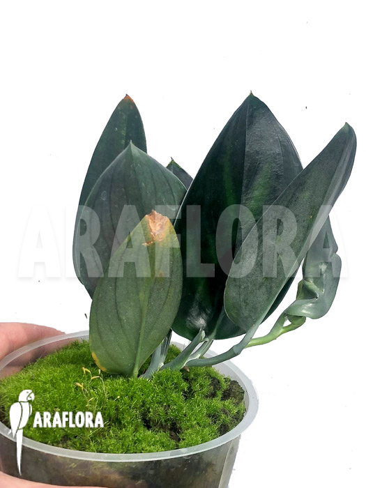 Scindapsus ‚Nearly Black‘ Type X