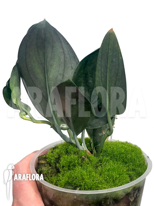 Scindapsus ‚Nearly Black‘ Type X