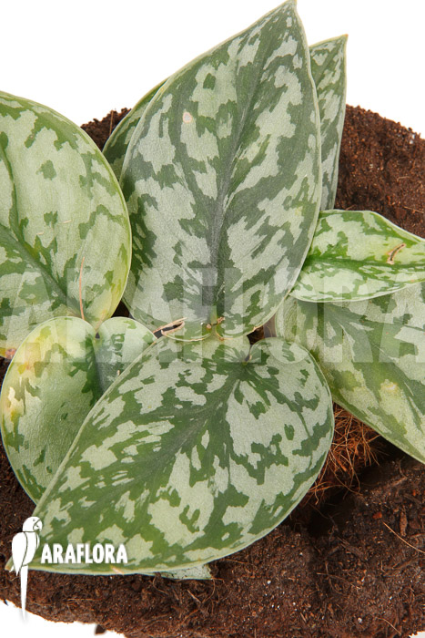 Scindapsus ‚Silver Lady‘