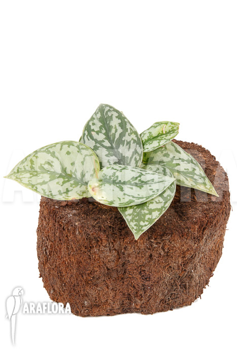 Scindapsus ‚Silver Lady‘