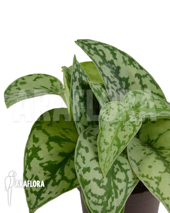 Scindapsus ‚Silver Lady‘