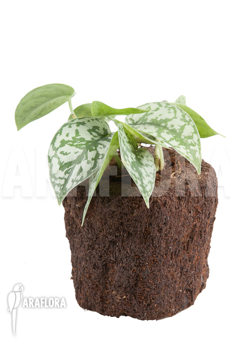 Scindapsus pictus ‚Argyraeus‘