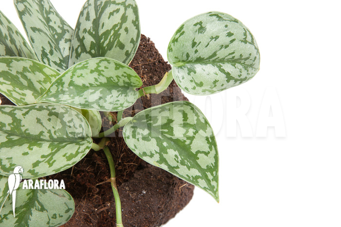 Scindapsus pictus ‚Argyraeus‘