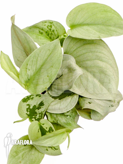 Scindapsus pictus Silver Hero