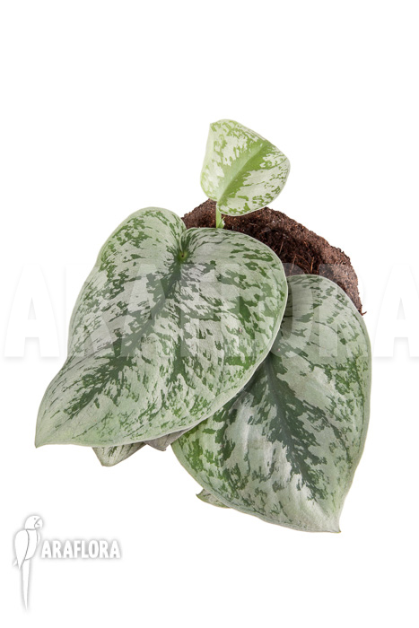 Scindapsus pictus Trebie