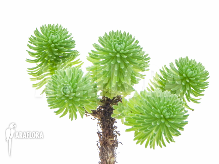 Sedum multiceps Starter