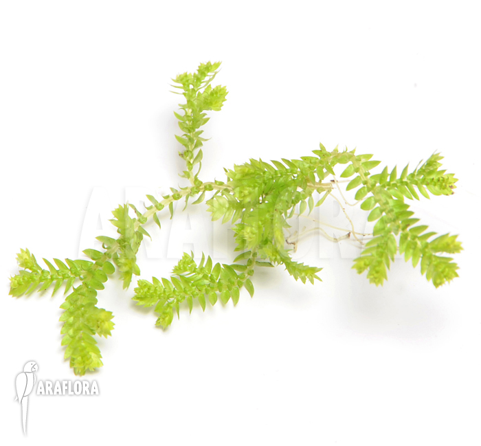 Selaginella kraussiana ‚Aurea‘