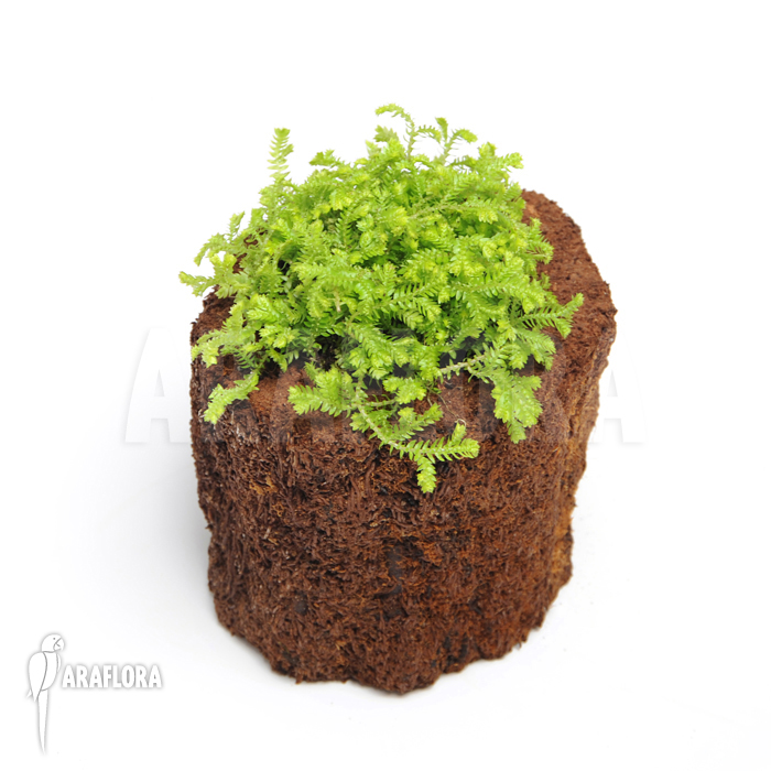 Selaginella kraussiana ‚Aurea‘