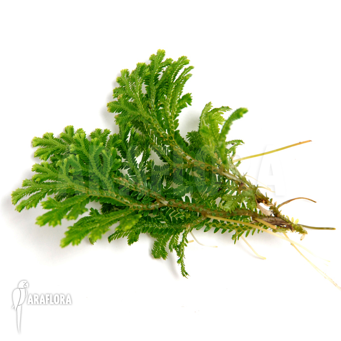 Selaginella martensii