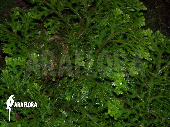 Selaginella martensii