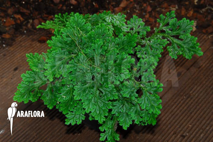 Selaginella martensii