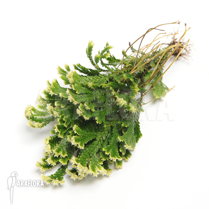 Selaginella martensii ‚Jori‘