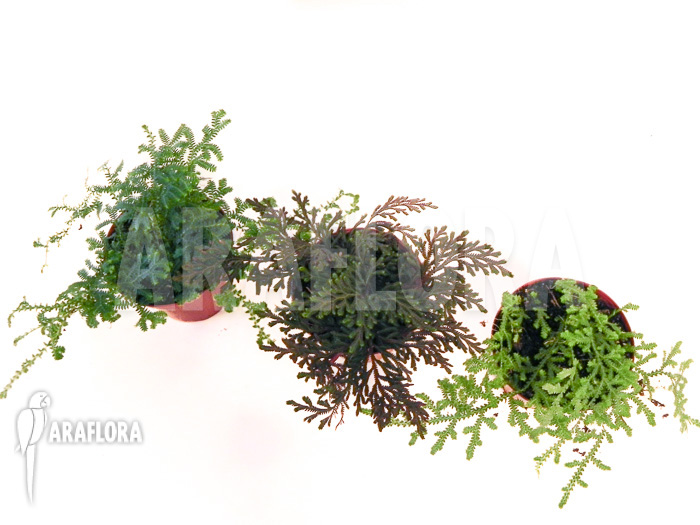 Selaginella package 3 species
