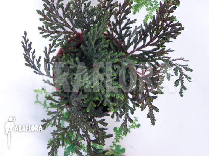 Selaginella package 3 species