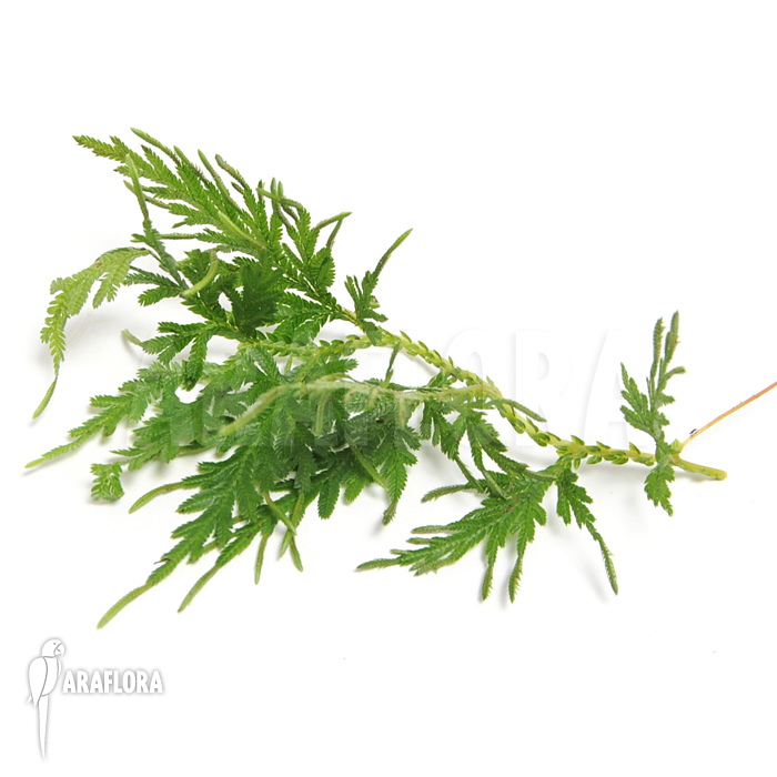 Selaginella plana