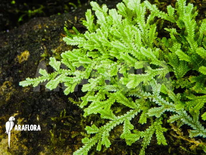 Selaginella serpens