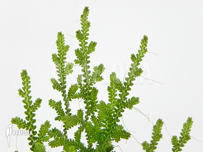 Selaginella serpens Ecuador