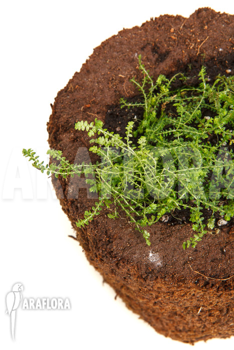 Selaginella sp Colombia