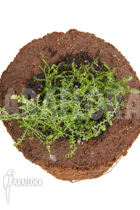 Selaginella sp Colombia