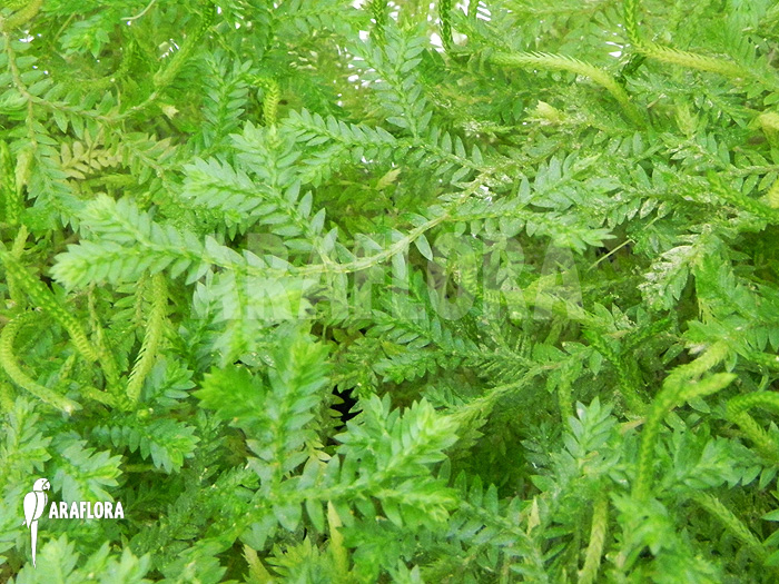 Selaginella species Costa Rica