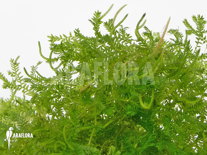 Selaginella species Costa Rica