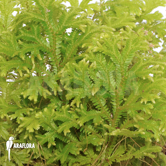 Selaginella species Surinam