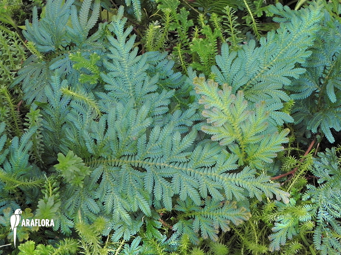 Selaginella wildenowii ‚Peacock fern‘