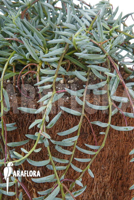 Senecio halianus