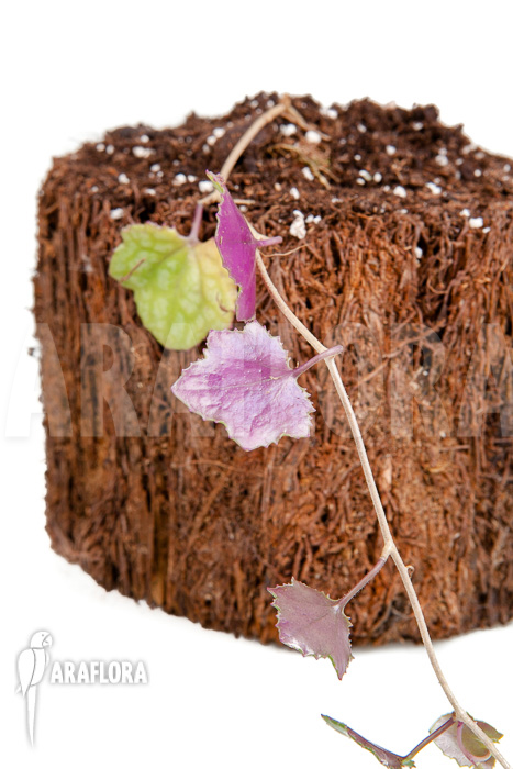 Senecio mikanioides ‚Starter‘