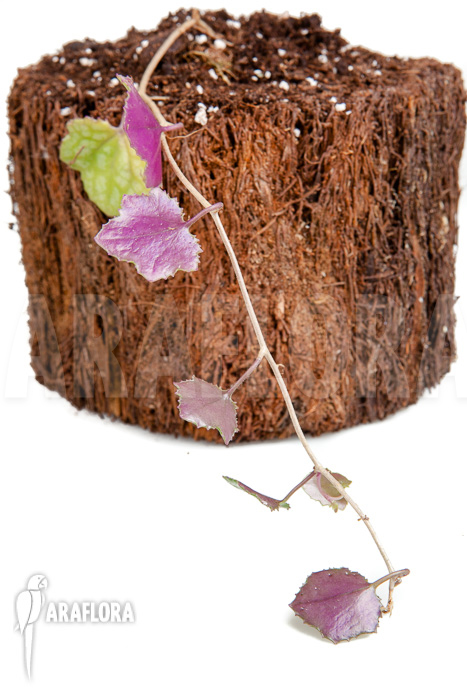 Senecio mikanioides ‚Starter‘