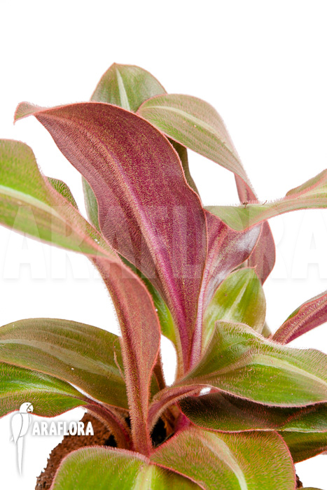 Siderasis fuscata