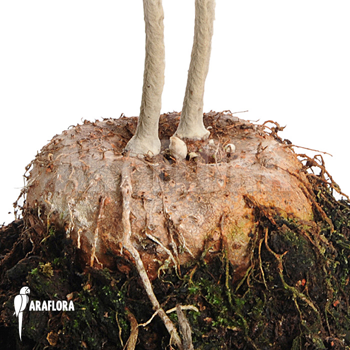 Sinningia leucotricha