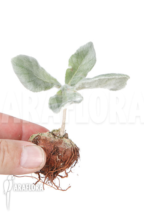 Sinningia leucotricha ’starter‘