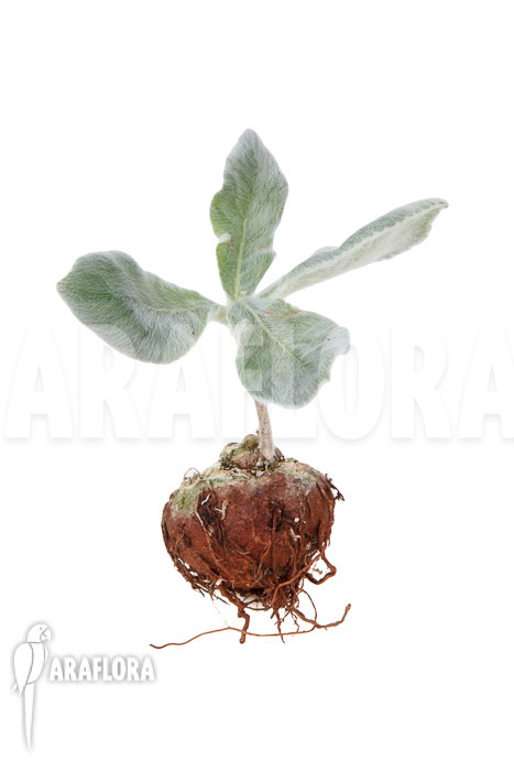 Sinningia leucotricha ’starter‘