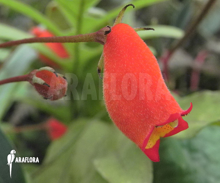 Sinningia sylvatica ‚Seemannia‘