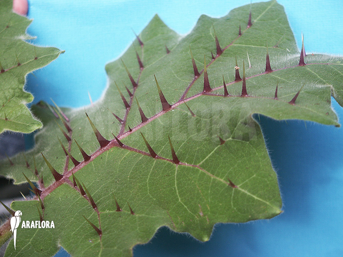 Solanum quitoense ‚Naranjilla‘